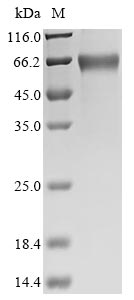 EPO protein