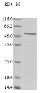 Canine GRA6 protein