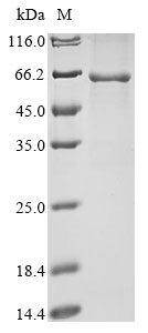 Mouse Dsg3 protein
