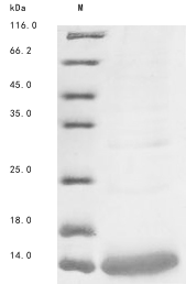 Androctonus mauritanicus mauritanicus Alpha-toxin Amm8 protein