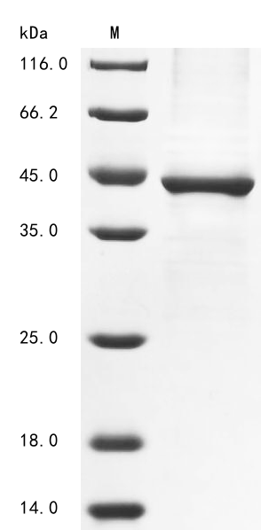 Canine PLA2G15 protein