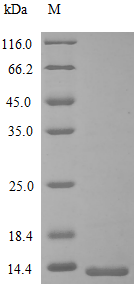 Human GDF5 protein
