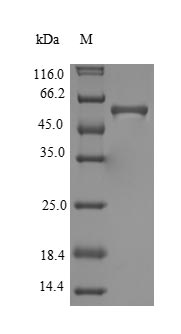HP-0175 protein