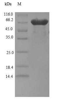 Human BZW2 protein