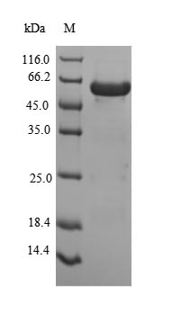 Human PEX19 protein