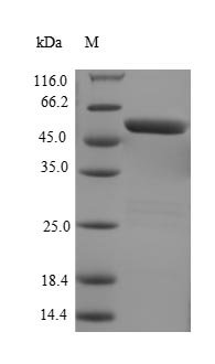 E. coli YTFE protein