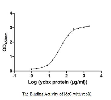 E. coli ldcC protein