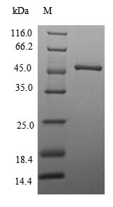 Human NTMT1 protein