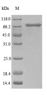 Human UBAC1 protein