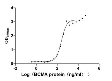 Human TNFSF13B protein