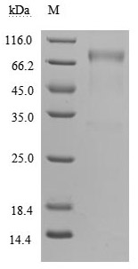 Human GHR protein