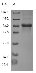 Human CD40LG protein