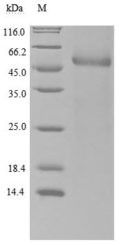 Human RBP4 protein