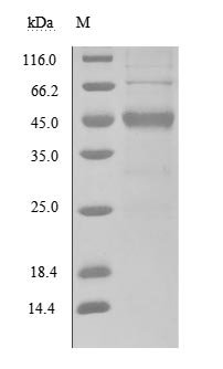 Human SECTM1 protein