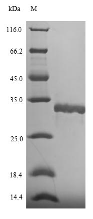 Bacterial dps protein