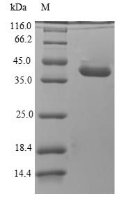 Dog Anionic trypsin protein