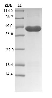 Dog Cationic trypsin protein