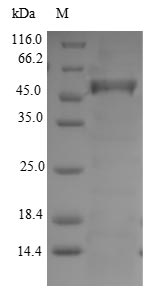 Plant DODA protein
