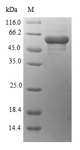 Plant Autolysin protein