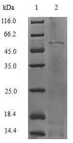 Human DBP protein