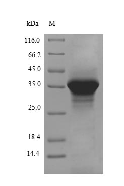 Apolipoprotein E protein