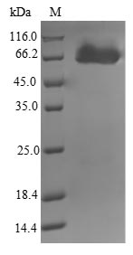 Bacterial amiB2 protein