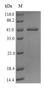 Human JMJD1C protein