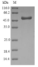 Viral ompA protein