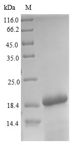 Drosophila lush protein