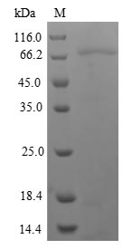 Human NR1I2 protein