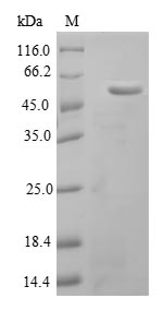 Mouse Aebp1 protein