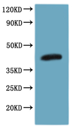 Human CCR8 protein