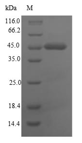 Human CEACAM8 protein