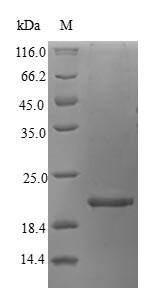 Fish Vertebrate ancient opsin protein