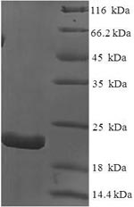 Dog IL18 protein