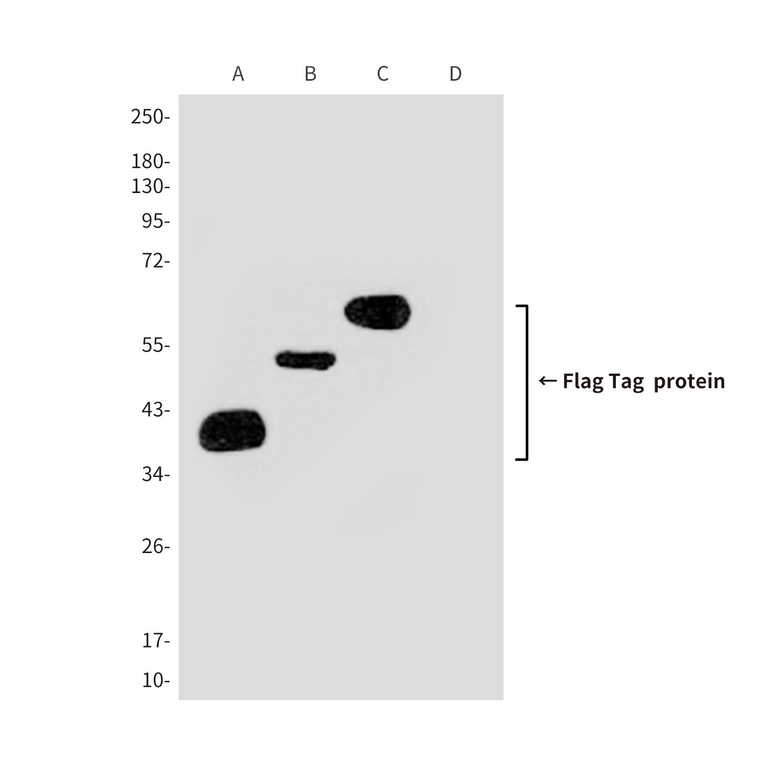 Flag Tag (3A6) Mouse mAb Antibody