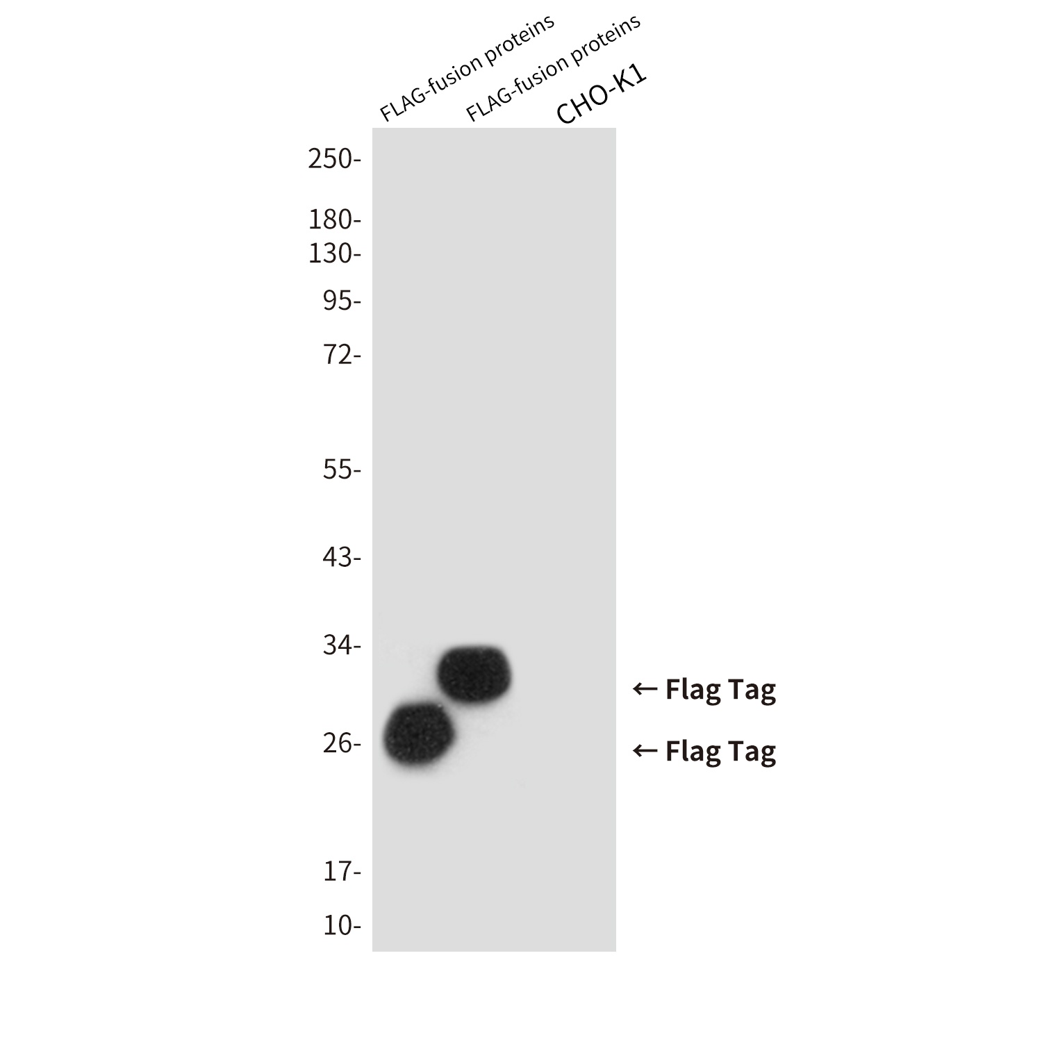 Flag Tag Mouse mAb Antibody