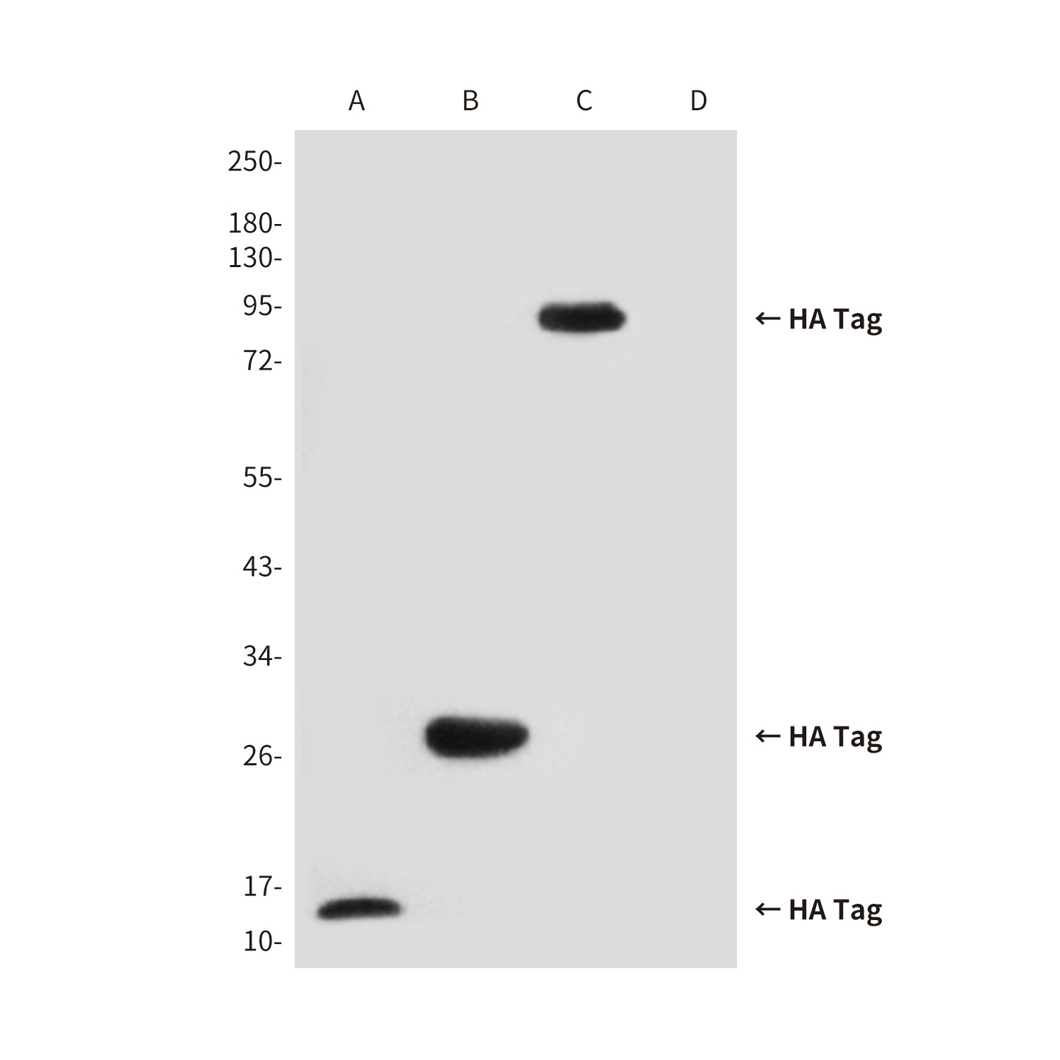 HA Tag Rabbit pAb Antibody