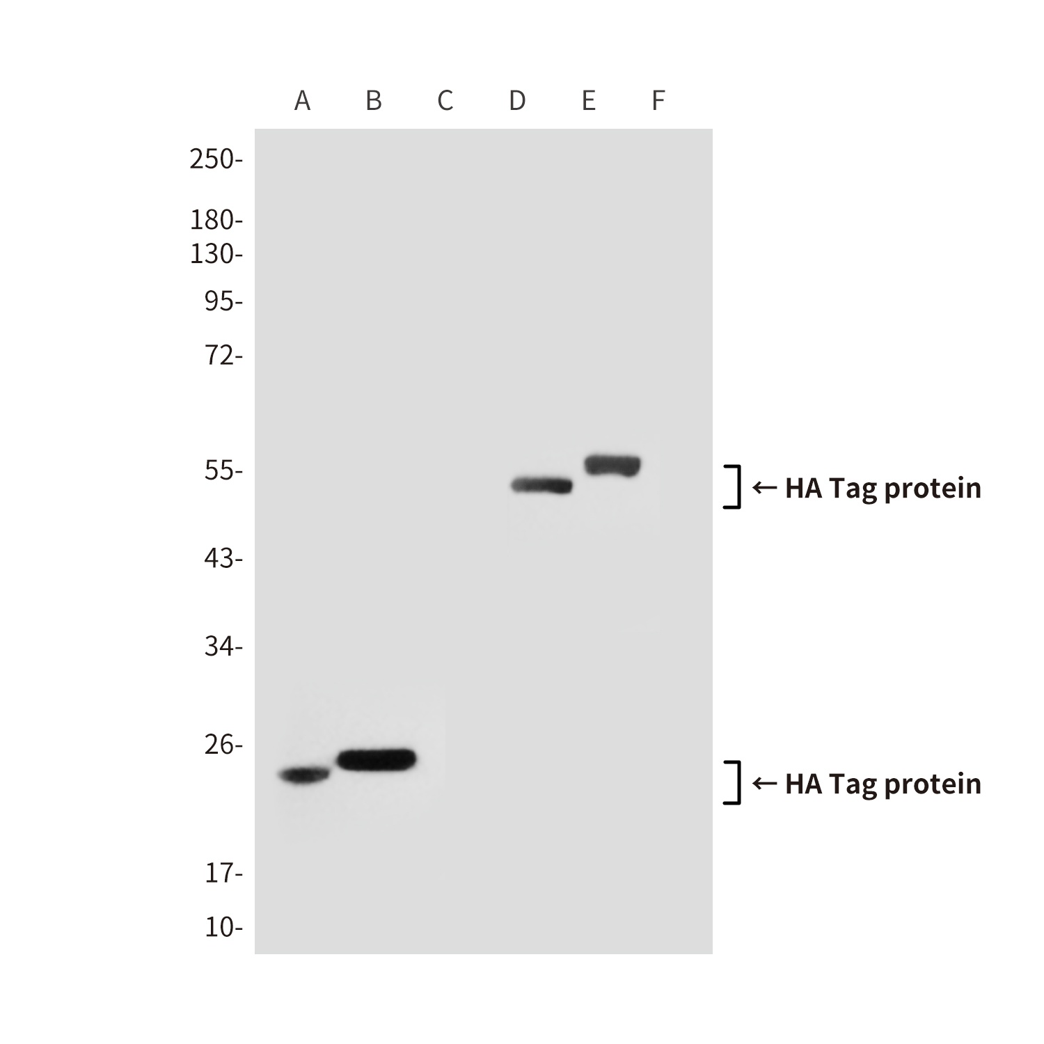 HA Tag (3C6) Mouse mAb Antibody