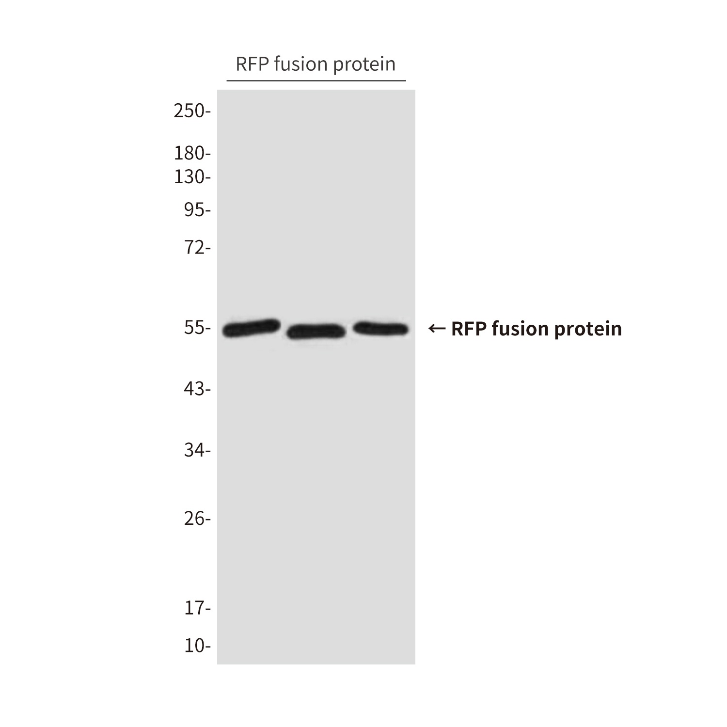 RFP Tag (6F2) Mouse mAb Antibody