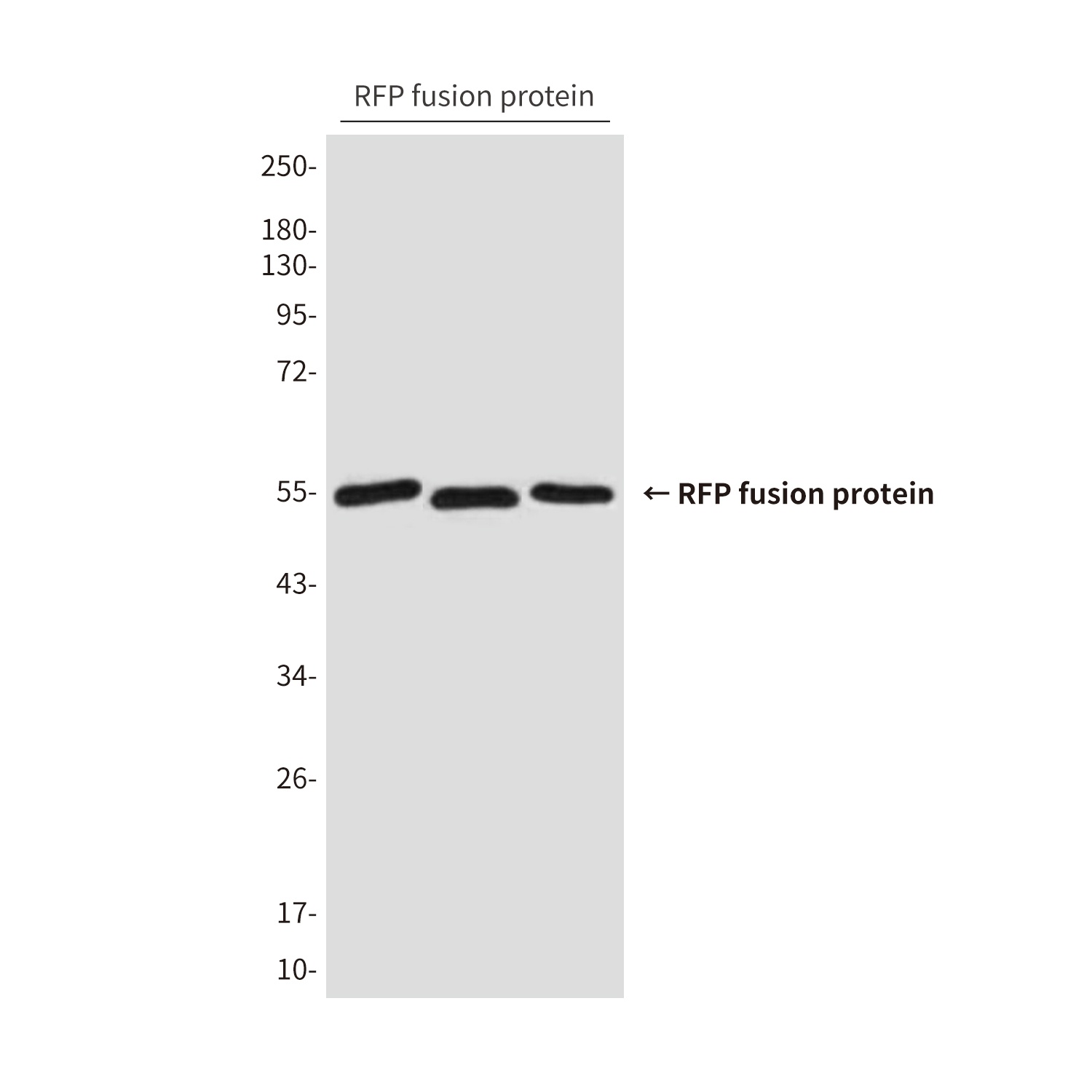 RFP Tag (6F2) Mouse mAb