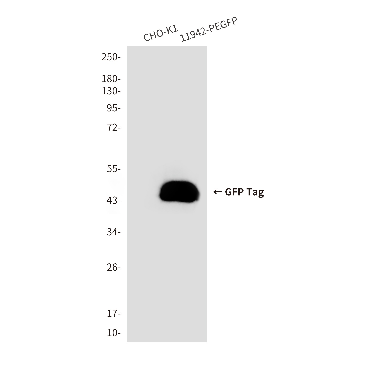 GFP Tag (9A7) Mouse mAb