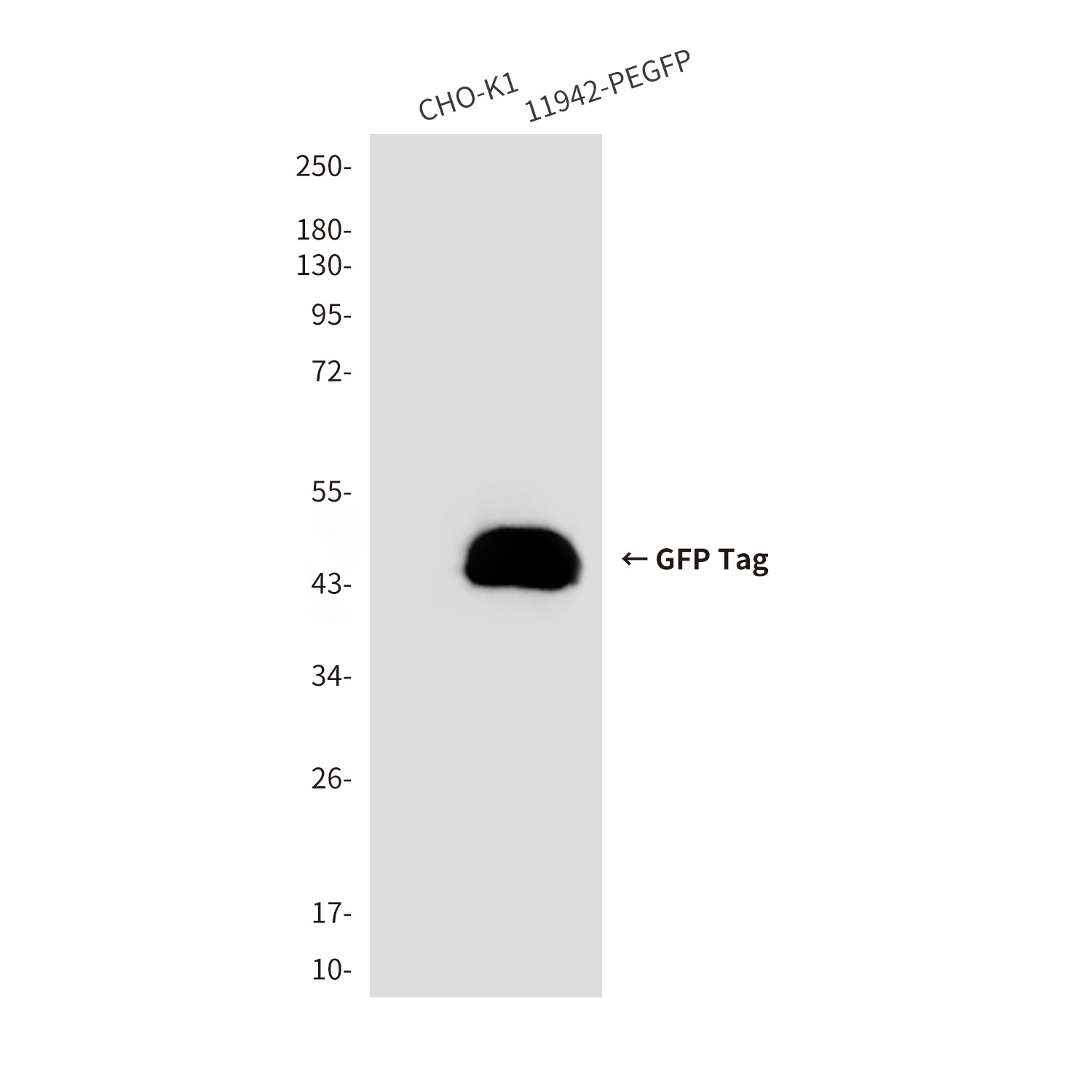 GFP Antibody