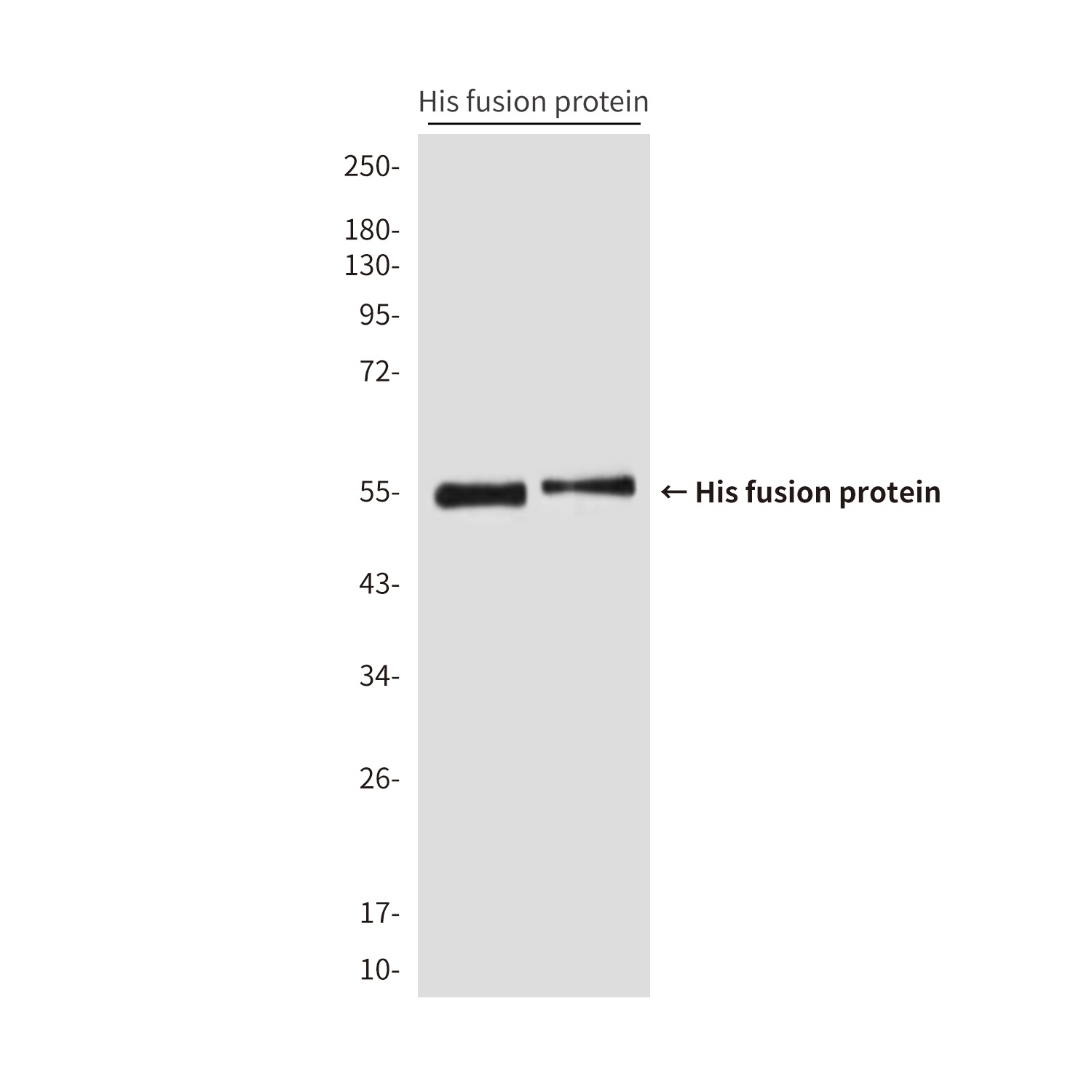 His Tag (2A2) Mouse mAb Antibody