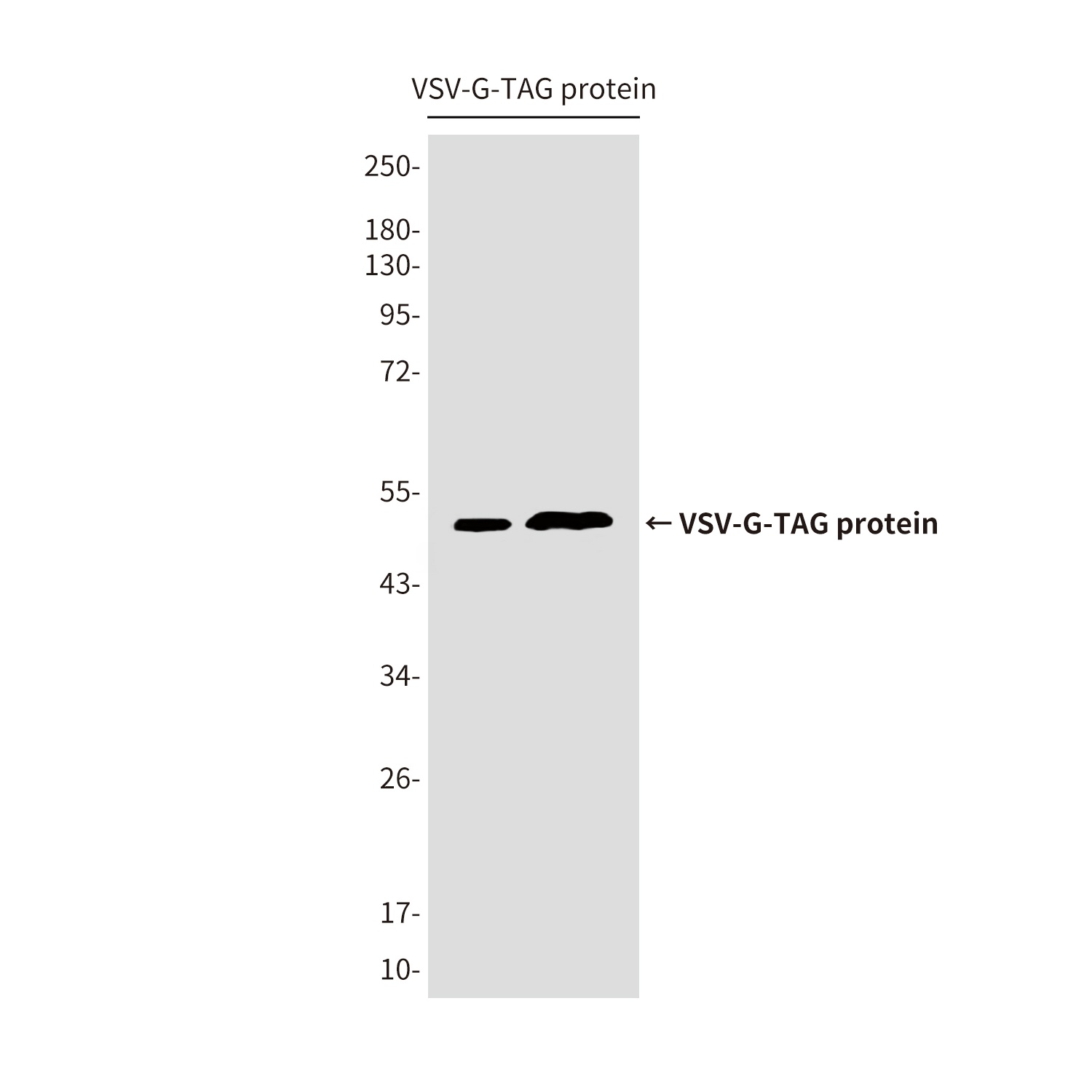 VSV G tag (4A10) Mouse mAb Antibody