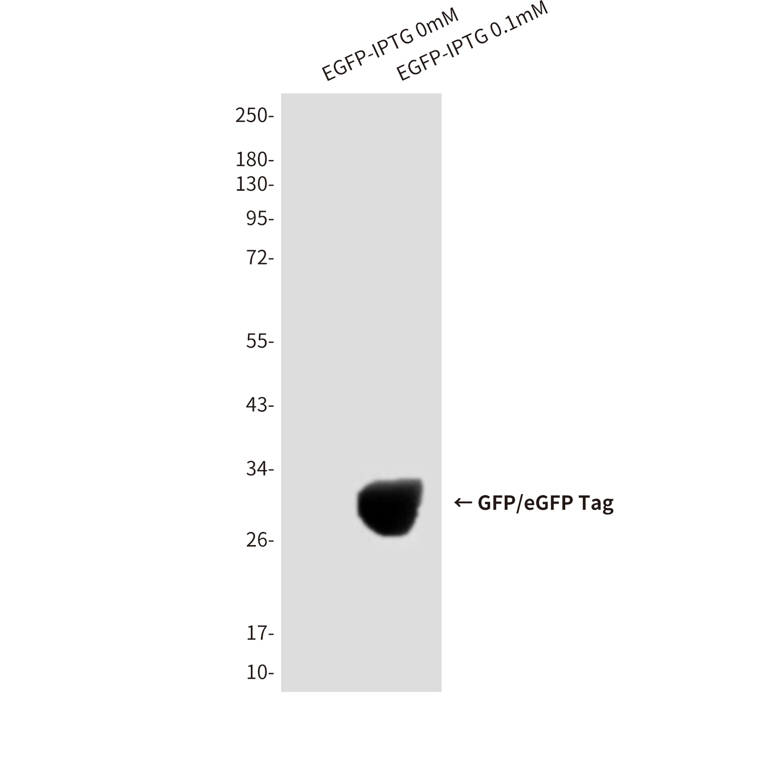 eGFP Antibody