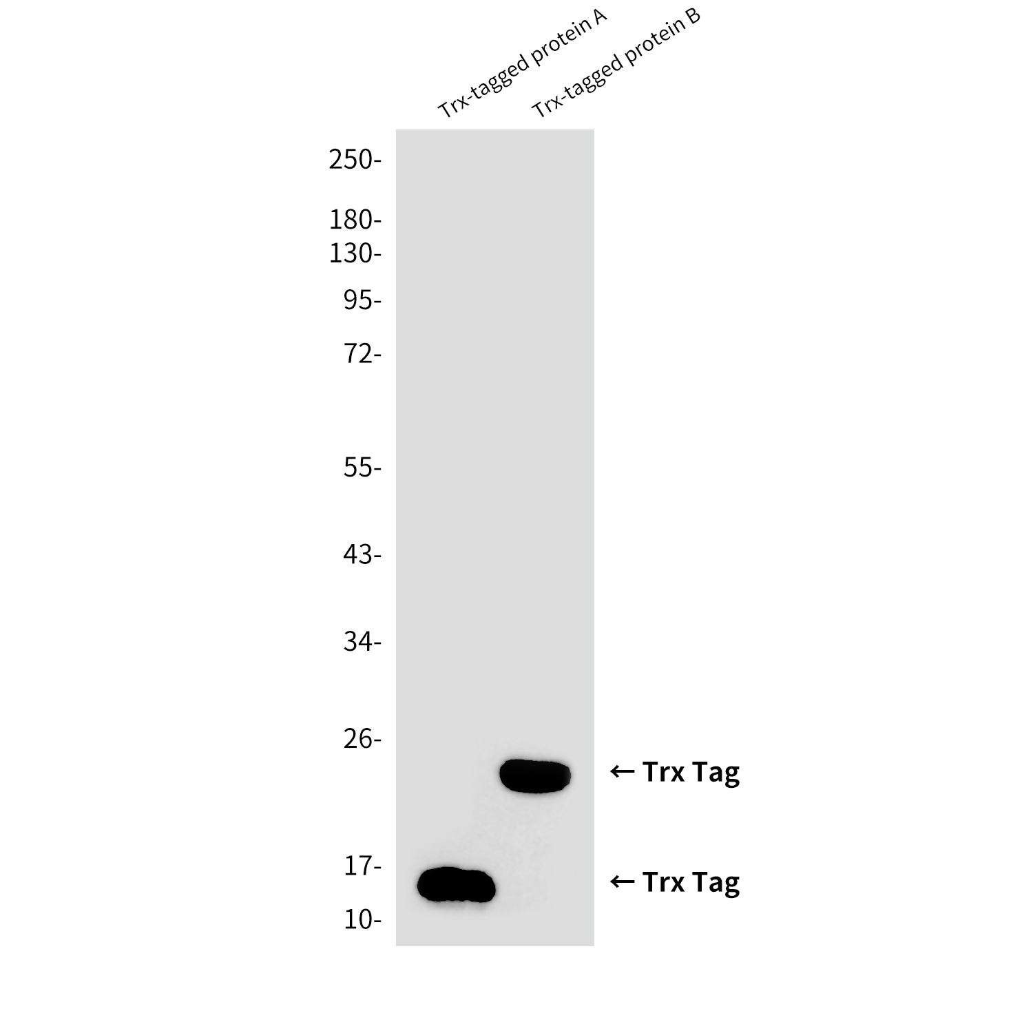 Trx Tag (3C1) Mouse mAb Antibody