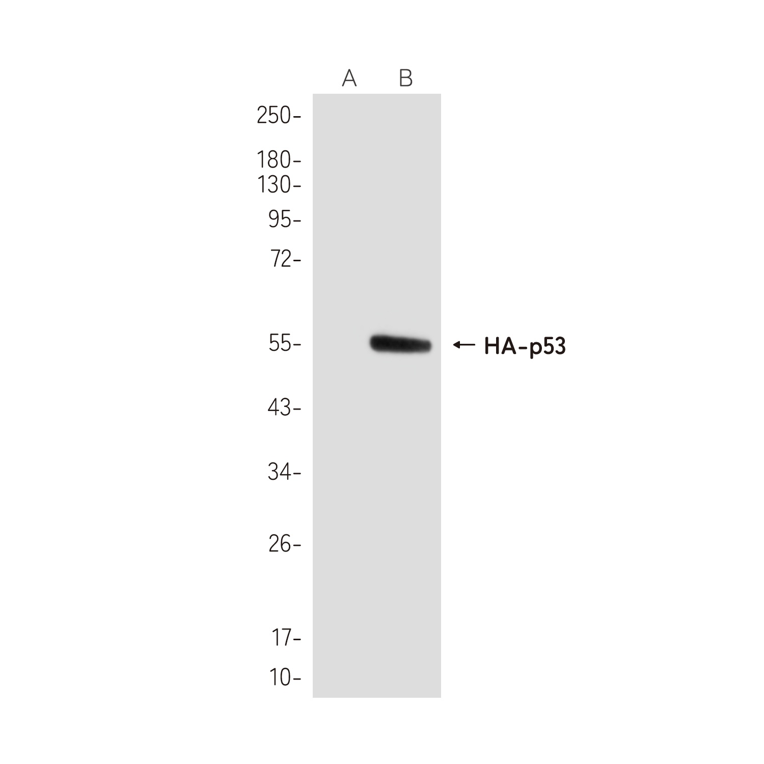 HA Tag Rabbit pAb Antibody