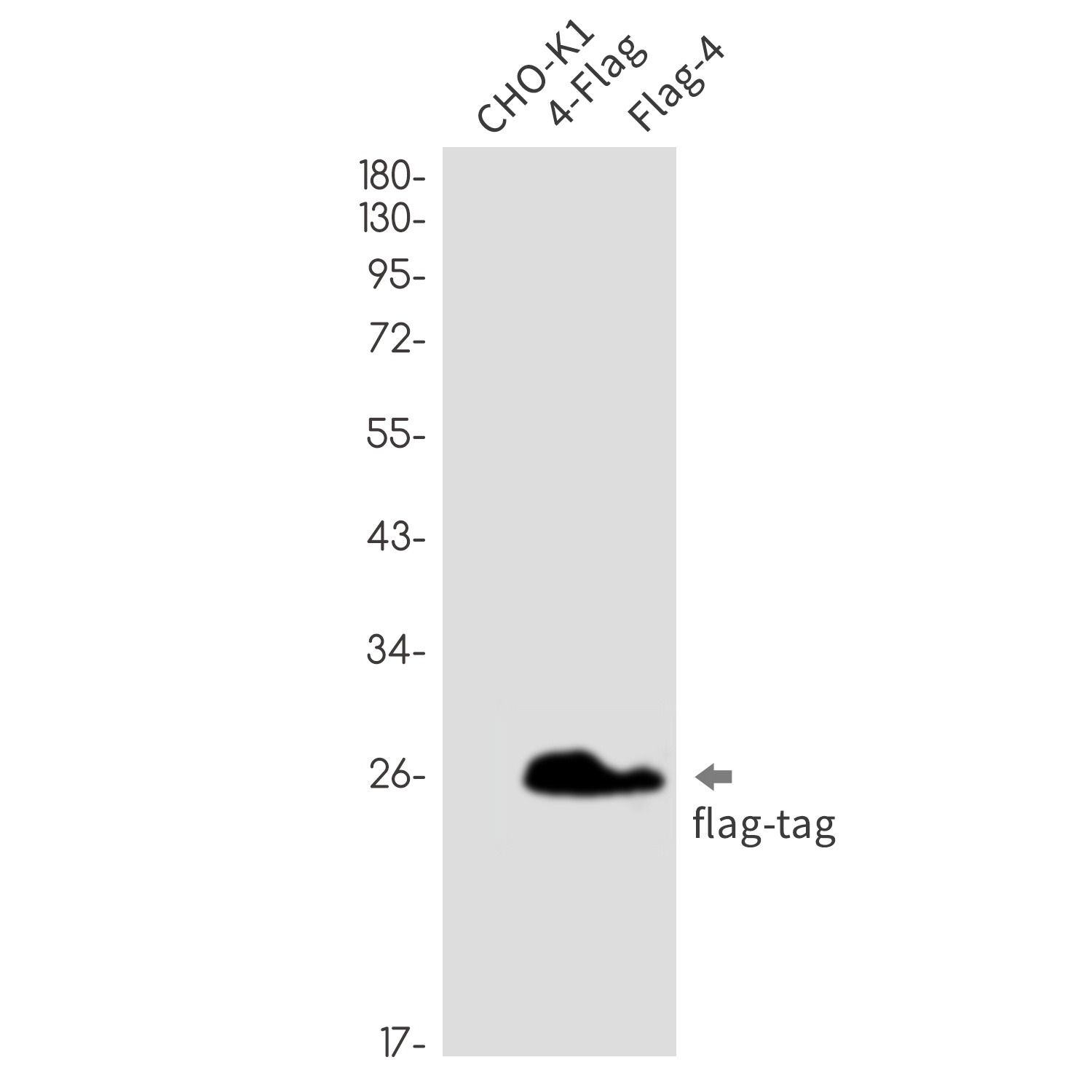 Flag Tag Rabbit mAb Antibody