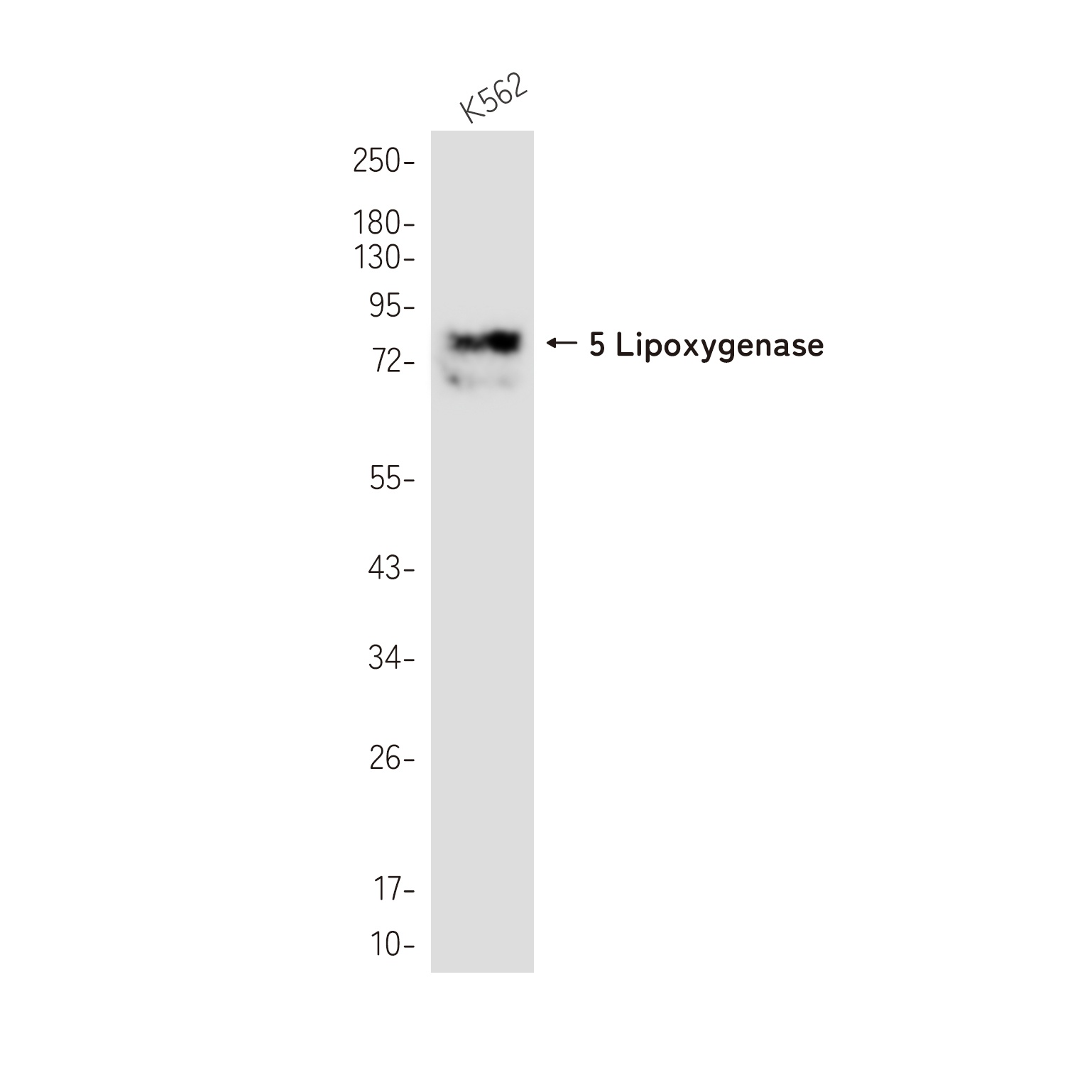 ALOX5 Antibody